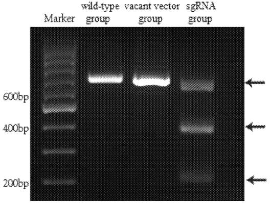 使用基因组编辑技术CRISPR-Cas9诱导CCR5Δ32缺失的方法